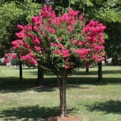 Pink Velour Crape Myrtle Tree 11 Pink Velour Crape Myrtle Tree -Geen Shop Pnk Velour Crape Myrtle 1 BB