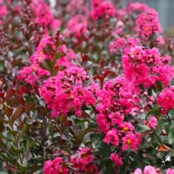 Pink Velour Crape Myrtle Tree 10 Pink Velour Crape Myrtle Tree -Geen Shop Pnk Velour Crape Myrtle 7 BB