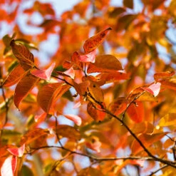 Pink Velour Crape Myrtle Tree 12 Pink Velour Crape Myrtle Tree -Geen Shop Pnk Velour Crape Myrtle 8