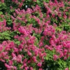 Pocomoke Crape Myrtle -Geen Shop Pocomoke Crape Myrtle 250 thumbnail BB