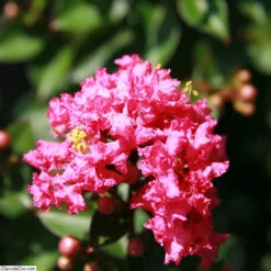 Pocomoke Crape Myrtle -Geen Shop Pocomoke Crape Myrtle BB 800 D1