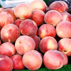 Polly Peach Tree -Geen Shop Polly Peach 3