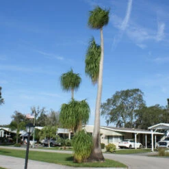 Ponytail Palm Tree 12 Ponytail Palm Tree -Geen Shop Ponytail Palm 4 BB