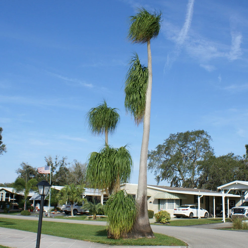 Ponytail Palm Tree 7 Ponytail Palm Tree - Image 5