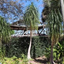 Ponytail Palm Tree 11 Ponytail Palm Tree -Geen Shop Ponytail Palm 6