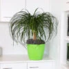 Ponytail Palm Tree -Geen Shop Ponytail Palm BB 600x600 55f3f470 aa43 4241 b9ea 9b94bae040fc
