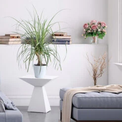 Ponytail Palm Tree 10 Ponytail Palm Tree -Geen Shop Ponytail Palm BB 600x600 68427662 d37a 45d3 8e21 8f0bfb090aa4