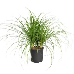 Ponytail Palm Tree 13 Ponytail Palm Tree -Geen Shop Ponytail Palm standard pot