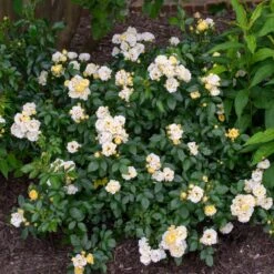 Popcorn Drift® Rose -Geen Shop Popcorn Drift Rose 3