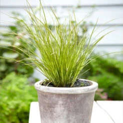 Prairie Fire Sedge 9 Prairie Fire Sedge -Geen Shop Prarie Fire Sedge 3