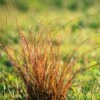 Prairie Fire Sedge -Geen Shop Prarie Fire Sedge BB 600x600 59c0258e 8ded 4eb6 80f5 c6cb8222d96c