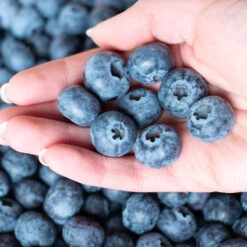 Premier Blueberry Bush 10 Premier Blueberry Bush -Geen Shop Premier Blueberry 5 BB