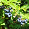 Premier Blueberry Bush -Geen Shop Premier Blueberry BB 600x600 ff2074c8 6317 478b b169 264861edaaba