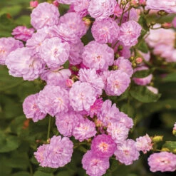 Pretty Polly® Lavender Rose -Geen Shop Pretty Polly Lavender 1 BB