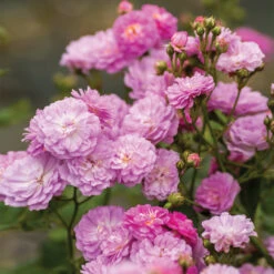 Pretty Polly® Lavender Rose -Geen Shop Pretty Polly Lavender 2 BB