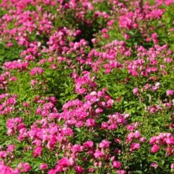 Pretty Polly® Pink Rose -Geen Shop Pretty Polly Pink 2 BB