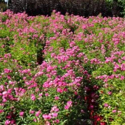 Pretty Polly® Pink Rose -Geen Shop Pretty Polly Pink 4 BB