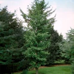 Princeton Sentry™ Columnar Ginkgo -Geen Shop Princeton Sentry Ginkgo Tree 3 BB