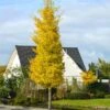 Princeton Sentryâ„¢ Columnar Ginkgo 2 Princeton Sentryâ„¢ Columnar Ginkgo -Geen Shop Princeton Sentry Ginkgo Tree 600x600 a1758079 a86e 421a 9da5 a8fd255632c3
