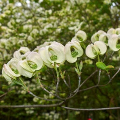 Mexican Flowering Dogwood Tree -Geen Shop Pringle Mexican Dogwood 2