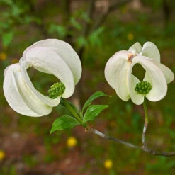 Mexican Flowering Dogwood Tree -Geen Shop Pringle Mexican Dogwood 3