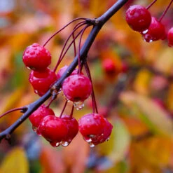 Profusion Crabapple Tree -Geen Shop Profussion Crabapple 6