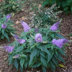 Pugster® Amethyst Butterfly Bush -Geen Shop Pugster Amethyst Butterfly Bush 1