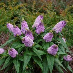 Pugster® Amethyst Butterfly Bush -Geen Shop Pugster Amethyst Butterfly Bush 2