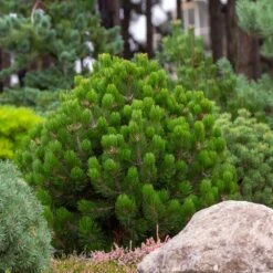 Dwarf Mugo Pine -Geen Shop Pumilio Mugo Pine 6 BB