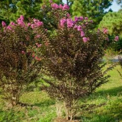 Black Diamond® Purely Purple™ Crape Myrtle Tree -Geen Shop Purely Purple 3