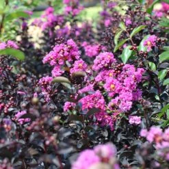 Black Diamond® Purely Purple™ Crape Myrtle Tree -Geen Shop Purely Purple 5 BB