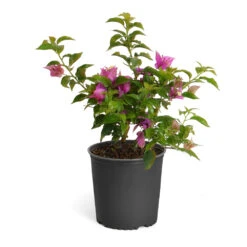 New River Bougainvillea -Geen Shop Purple Bougainvillea 6inch