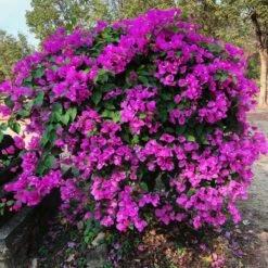 New River Bougainvillea -Geen Shop Purple Bougainvillea New River 11
