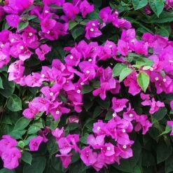 New River Bougainvillea Tree 10 New River Bougainvillea Tree -Geen Shop Purple Bougainvillea New River 12 FGT