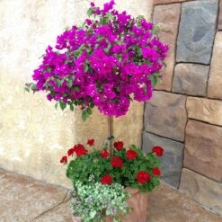 New River Bougainvillea -Geen Shop Purple Bougainvillea New River 1 FGT