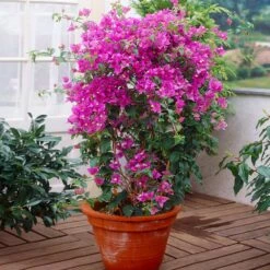 New River Bougainvillea -Geen Shop Purple Bougainvillea New River 2