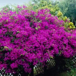 New River Bougainvillea -Geen Shop Purple Bougainvillea New River 4 BB