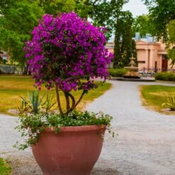 New River Bougainvillea Tree 9 New River Bougainvillea Tree -Geen Shop Purple Bougainvillea New River 8 BB