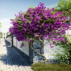 New River Bougainvillea -Geen Shop Purple Bougainvillea New River 9