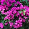 New River Bougainvillea -Geen Shop Purple Bougainvillea New River BB 600x600 3f6592b5 5636 4261 8b48 ebd38d2f94d6