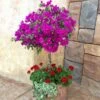 New River Bougainvillea Tree 1 New River Bougainvillea Tree -Geen Shop Purple Bougainvillea New River Tree BB 600x600 0c9a51f6 c729 415e 9e80 0ea6c0e16d9d