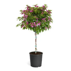 New River Bougainvillea Tree 11 New River Bougainvillea Tree -Geen Shop Purple Bougainvillea Tree 6f055e27 6167 4fab 90e4 09671b287d8f
