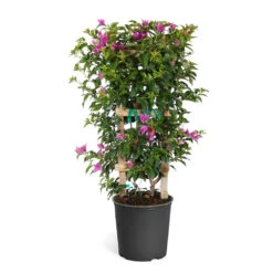 New River Bougainvillea -Geen Shop Purple Bougainvillea Trelis