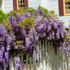 Purple Wisteria Vine -Geen Shop Purple Chinese Wisteria 2