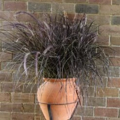 Purple Fountain Grass -Geen Shop Purple Fountain Grass 1
