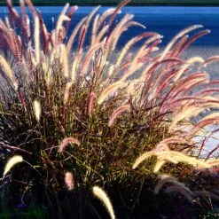 Purple Fountain Grass -Geen Shop Purple Fountain Grass 2