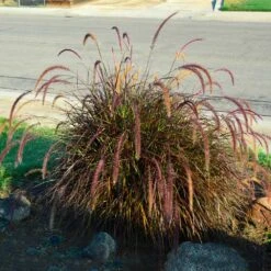 Purple Fountain Grass -Geen Shop Purple Fountain Grass 3 BB