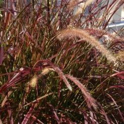 Purple Fountain Grass -Geen Shop Purple Fountain Grass 5