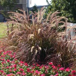 Purple Fountain Grass -Geen Shop Purple Fountain Grass 6 BB