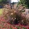 Purple Fountain Grass -Geen Shop Purple Fountain Grass BB 600x600jpg